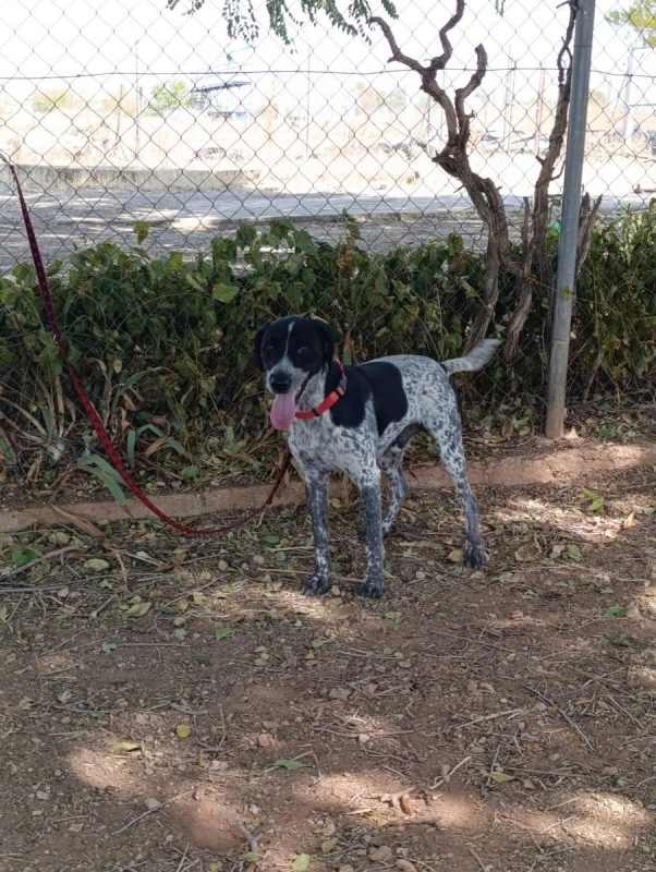 Apolo - Chien Pointer Anglais x Braque allemand à poil court à adopter - photo 4