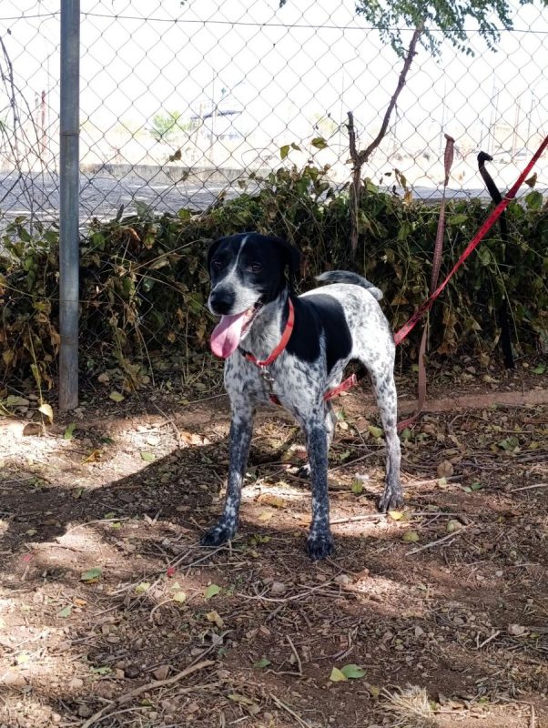 Apolo - Chien Pointer Anglais x Braque allemand à poil court à adopter - photo 2