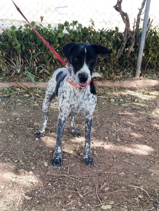 Apolo - Chien Pointer Anglais x Braque allemand à poil court à adopter - photo 3