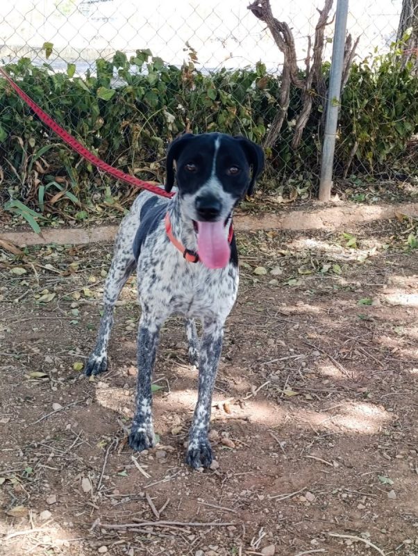 Apolo - Chien Pointer Anglais x Braque allemand à poil court à adopter - photo 5