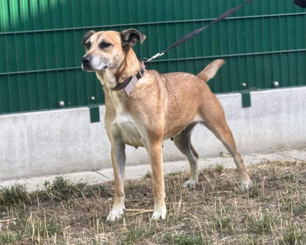 Chips - Chien Berger à adopter - photo 2