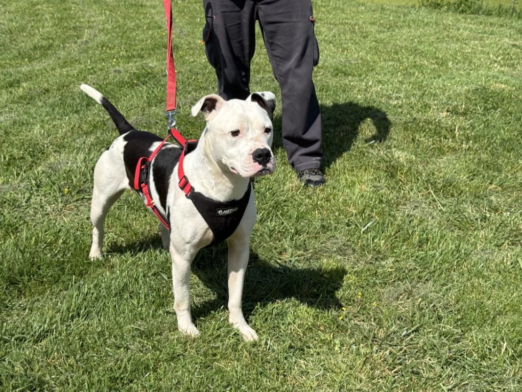 Fendi - Chien Bouledogue Américain à adopter