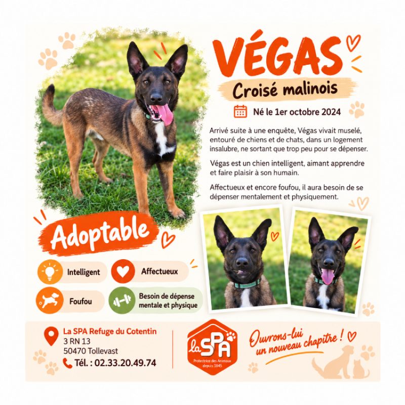 Vegas - Chien à adopter