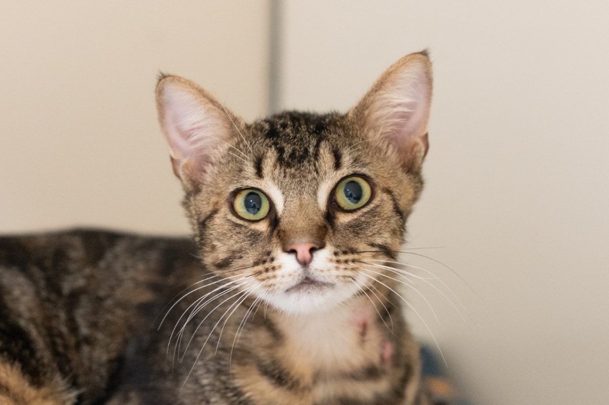 Laurier - Chat à adopter