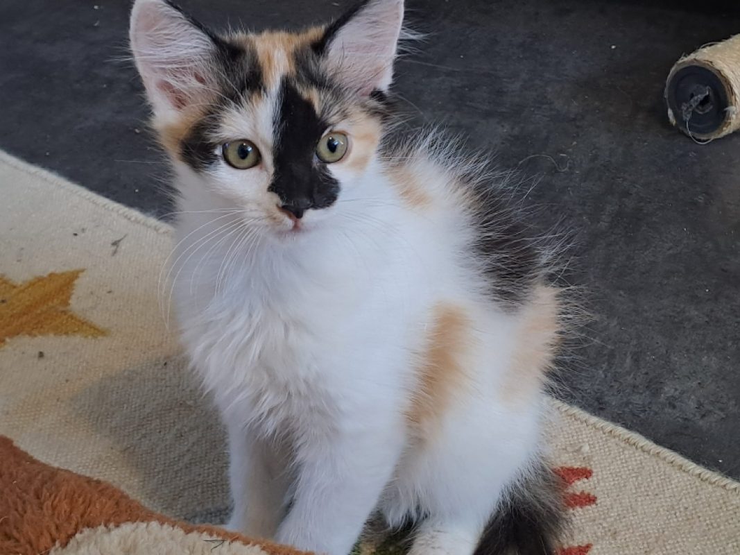Tily - Chat Européen à adopter