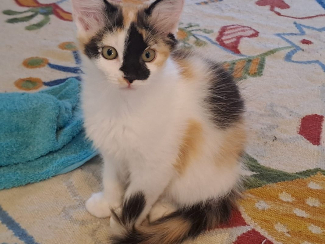 Tily - Chat Européen à adopter - photo 2