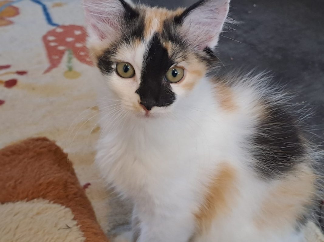 Tily - Chat Européen à adopter - photo 3