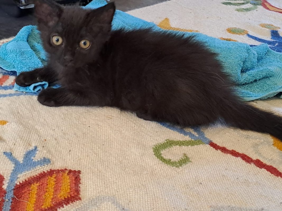 Negan - Chat Européen à adopter