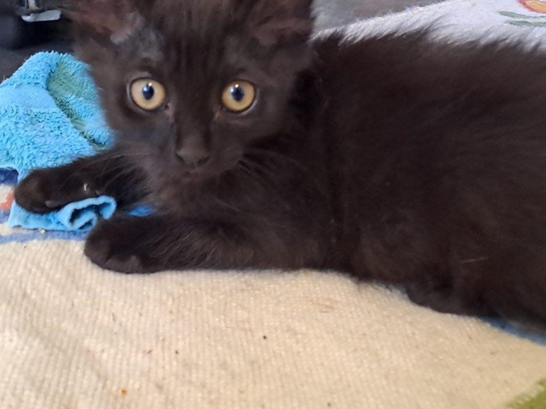 Negan - Chat Européen à adopter - photo 2