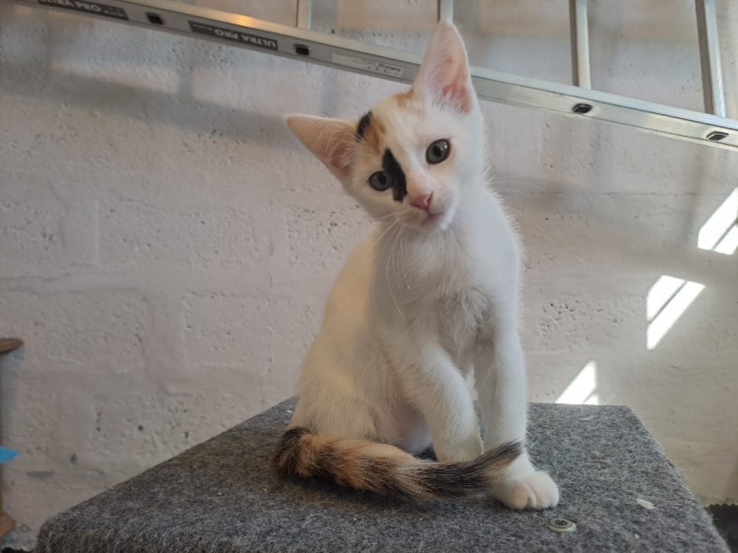 Amina - Chat Européen à adopter