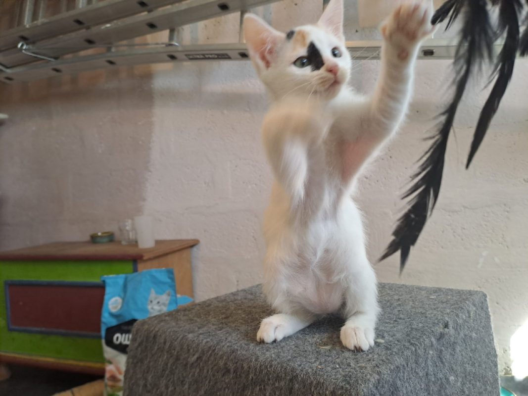 Amina - Chat Européen à adopter - photo 2