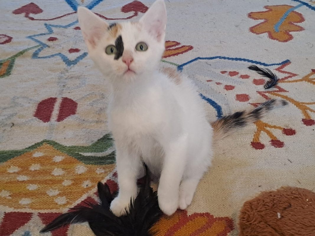 Amina - Chat Européen à adopter - photo 3