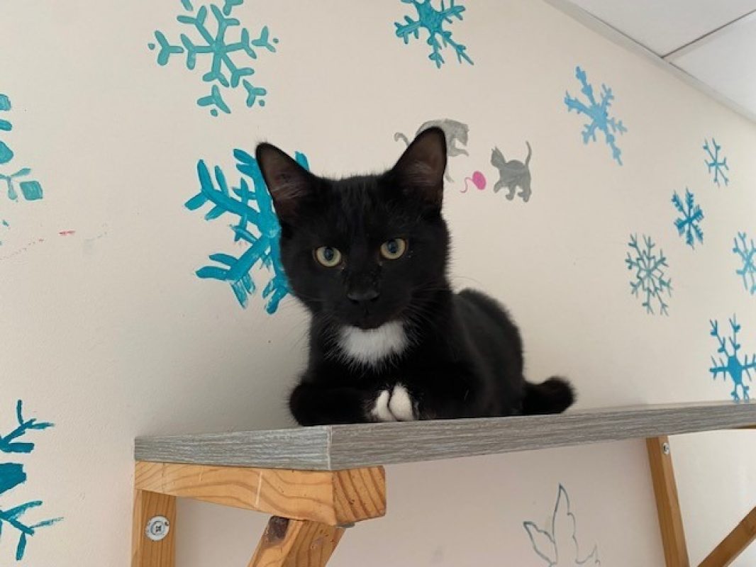 Chaussette reservé - Chat Européen à adopter