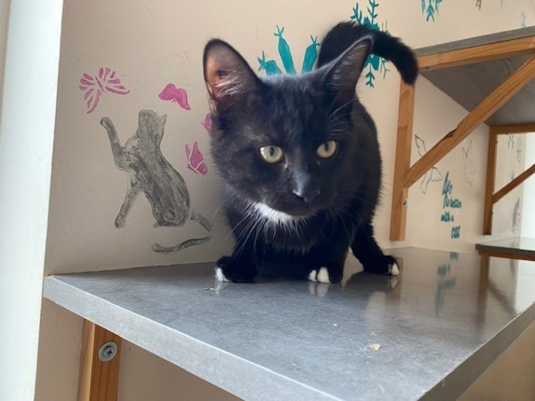 Chaussette reservé - Chat Européen à adopter - photo 2