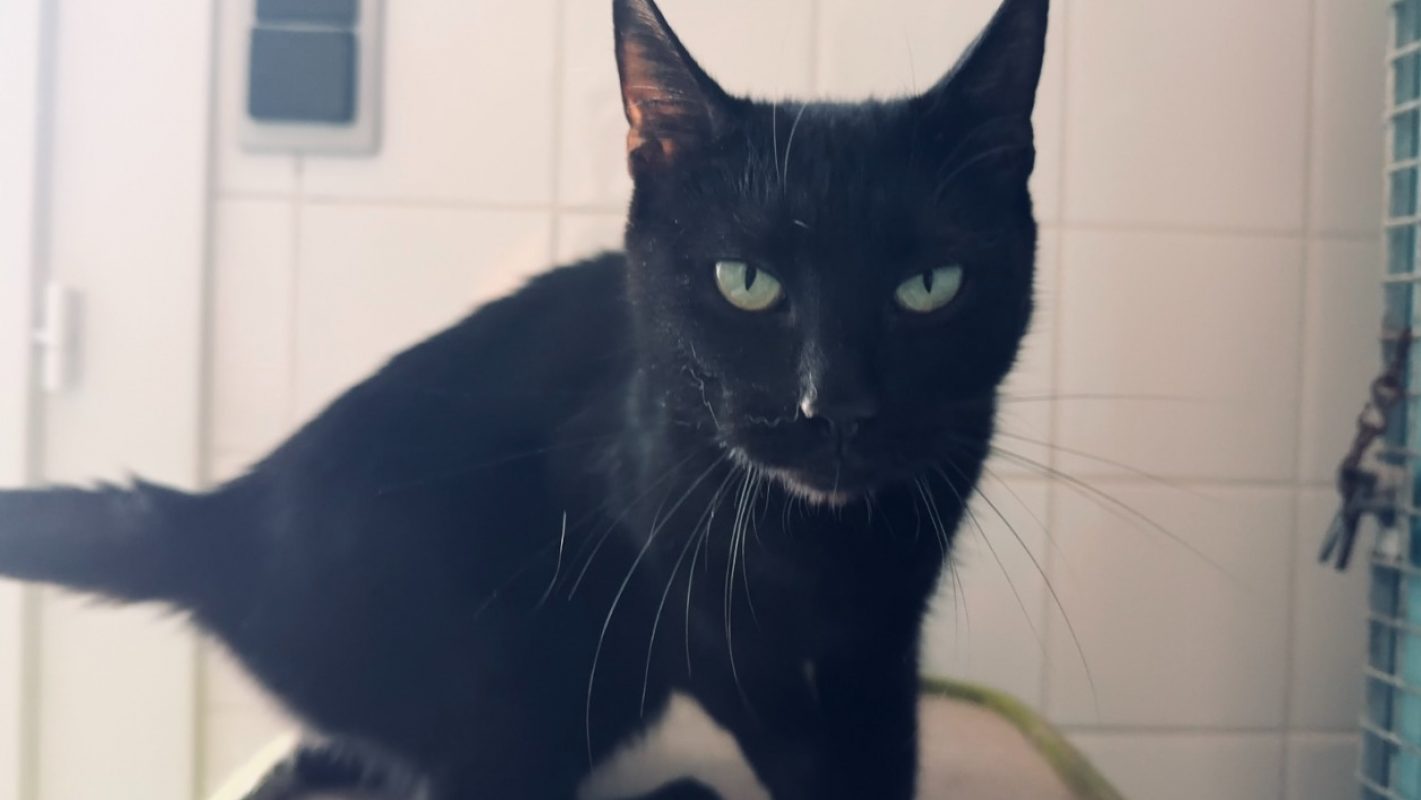 Stormy - Chat Européen à adopter
