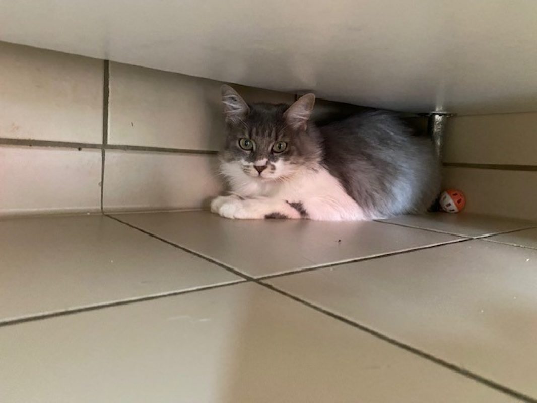 Shaki réservé - Chat Européen à adopter