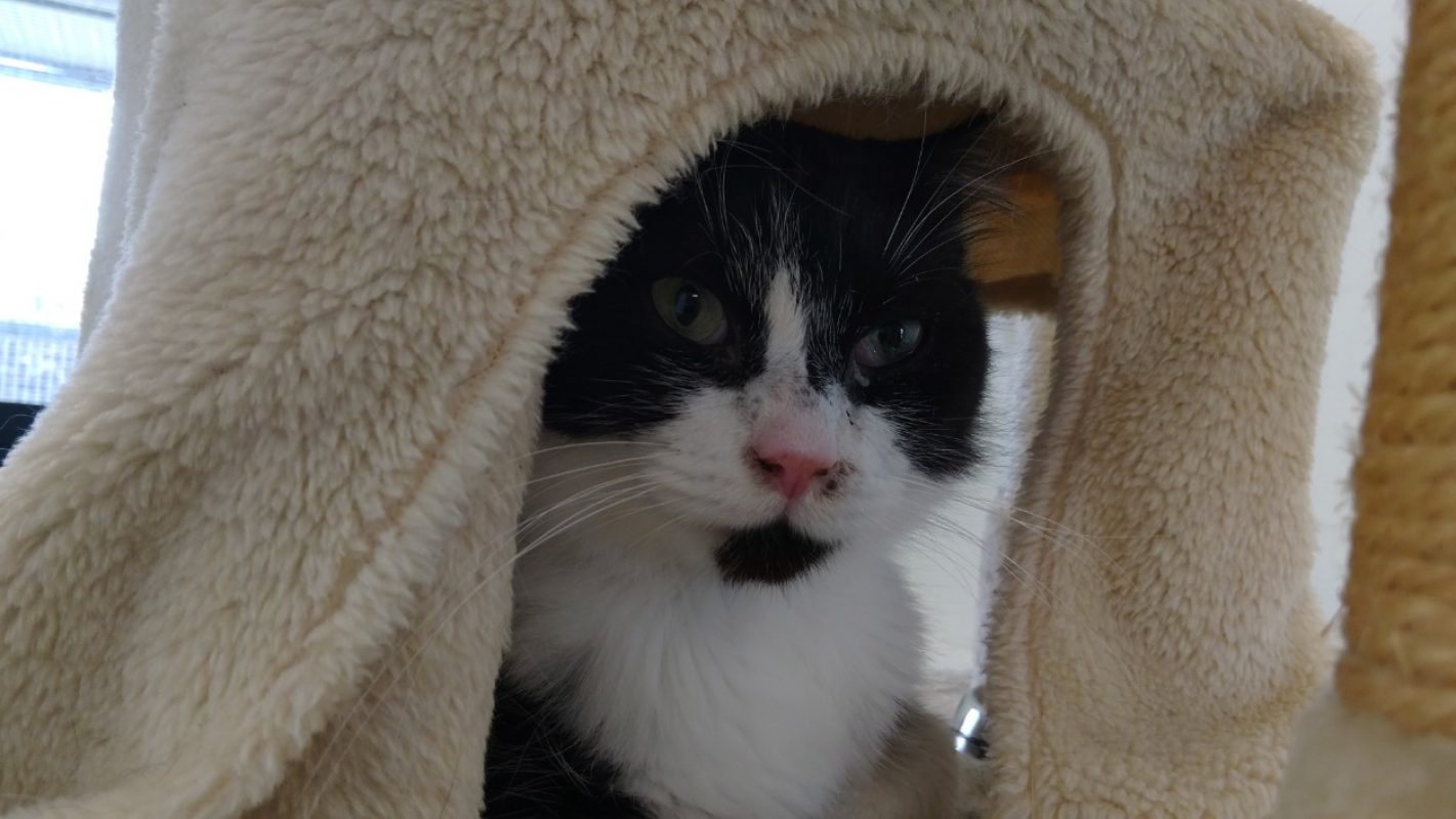 Panda - Chat Européen à adopter