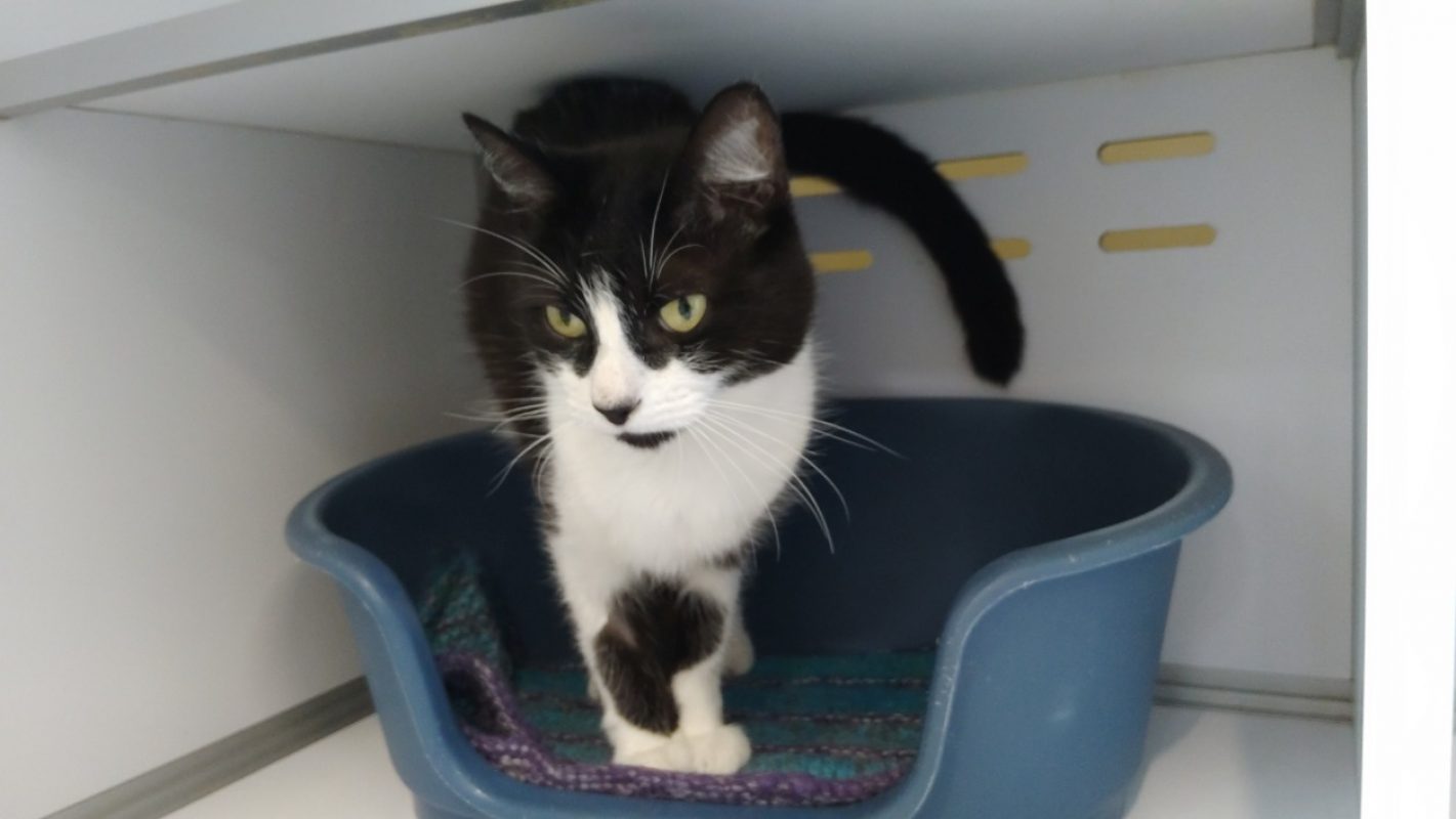 Pitchoune - Chat Européen à adopter