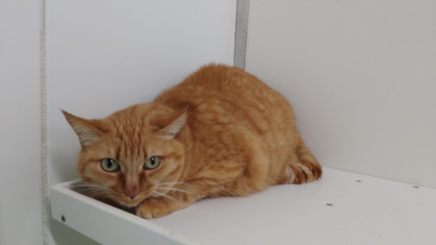 Mimitte - Chat Européen à adopter