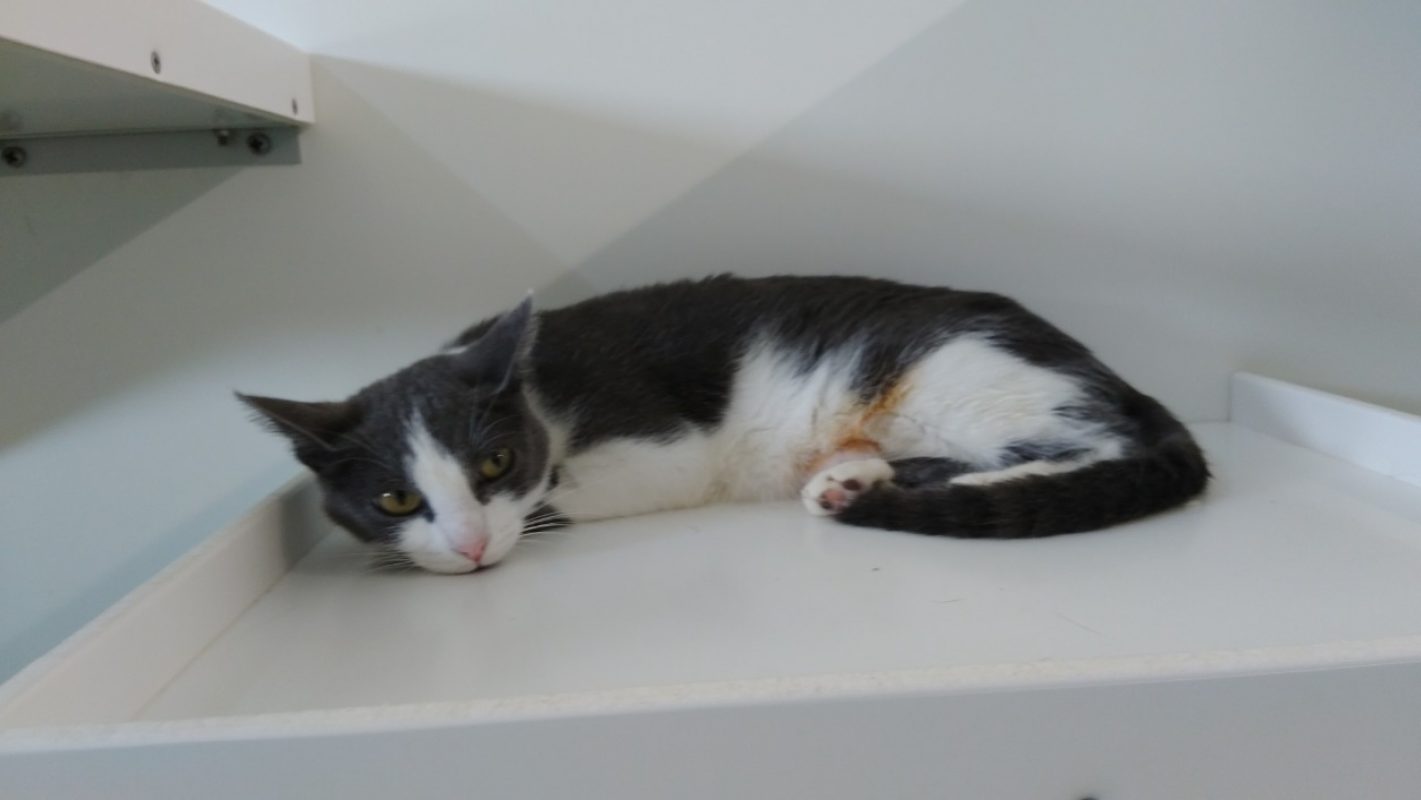Isis - Chat Européen à adopter