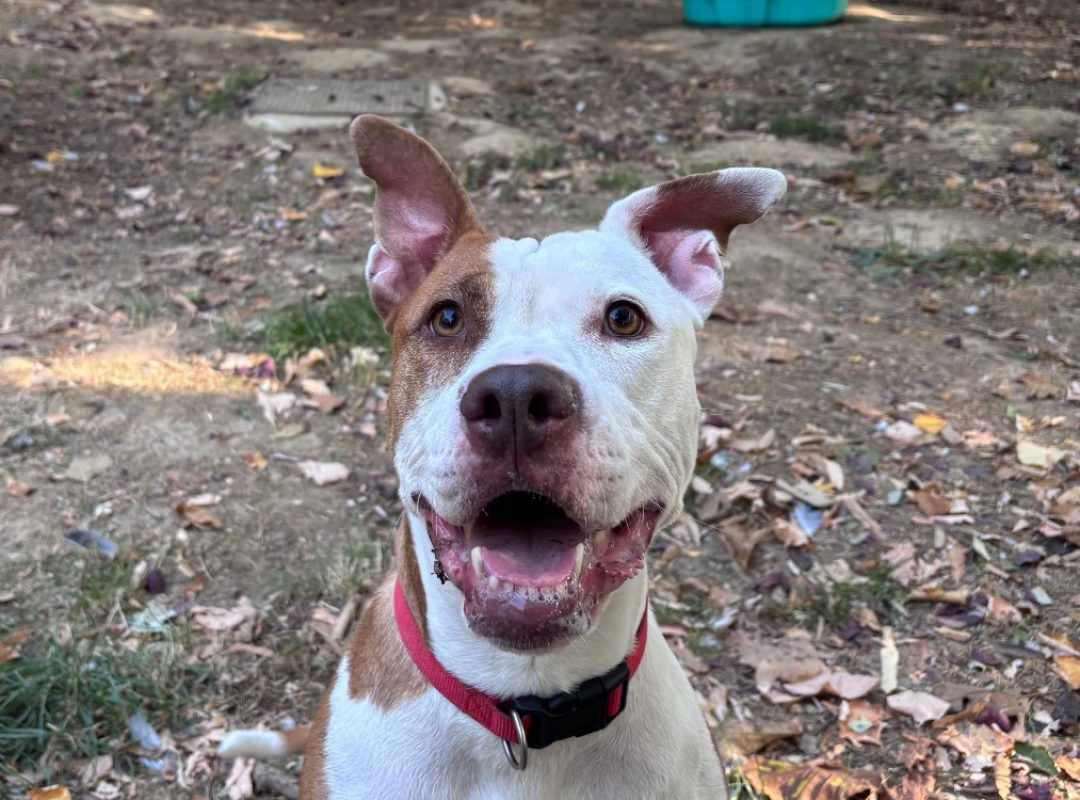 Yumie - Chien à adopter