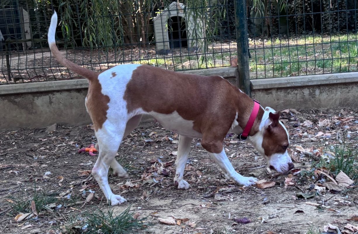 Yumie - Chien à adopter - photo 2