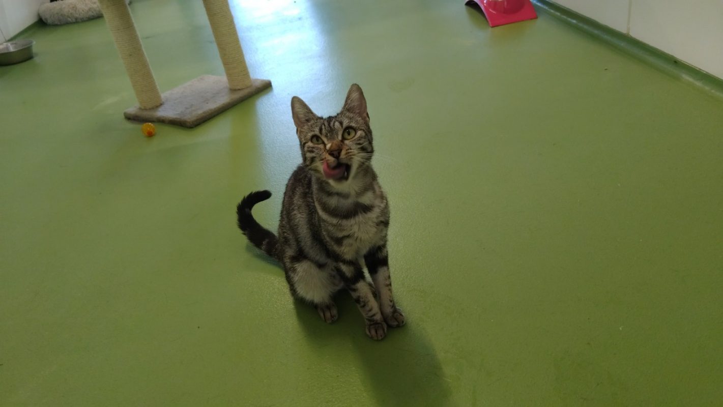 Buyka - Chat Européen à adopter