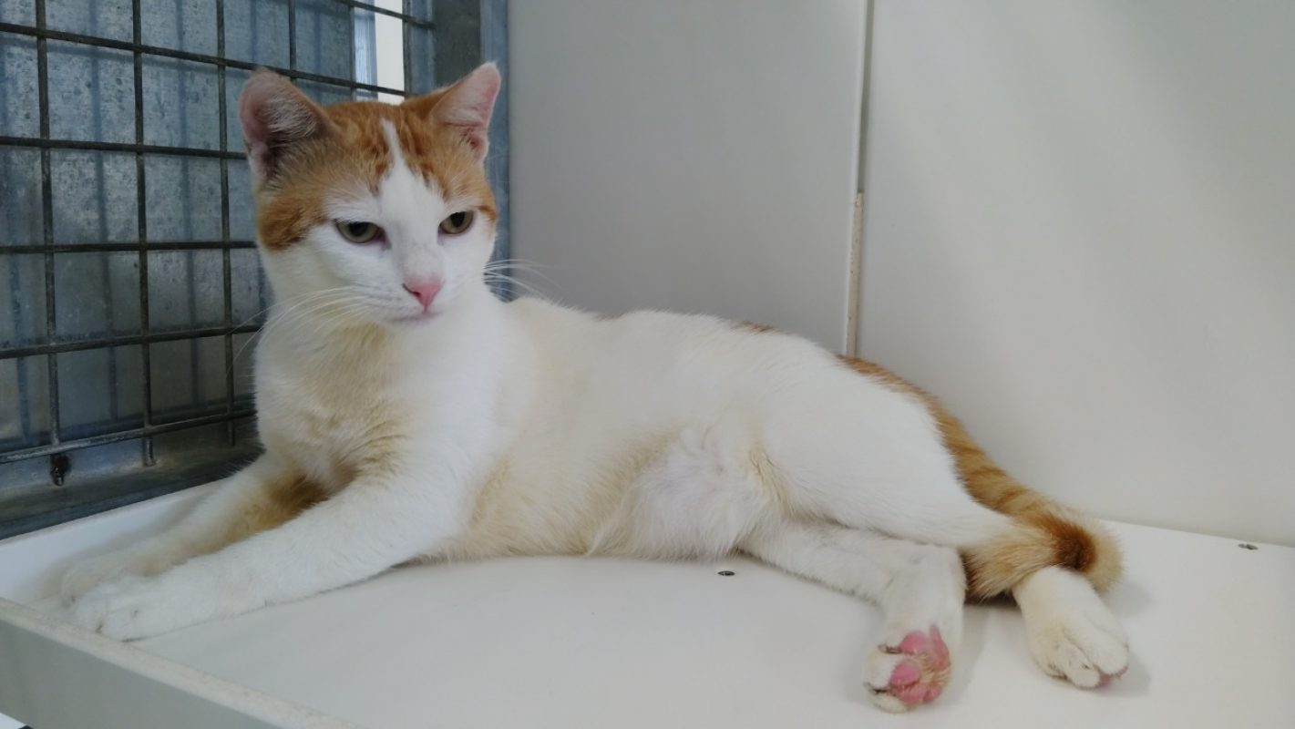 Teddy - Chat Européen à adopter