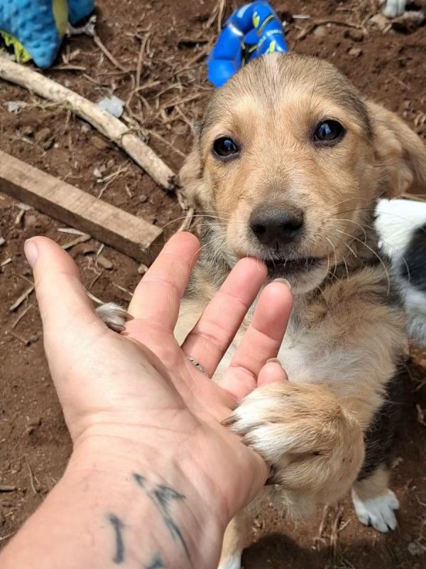 Roussette - Chien à adopter - photo 2