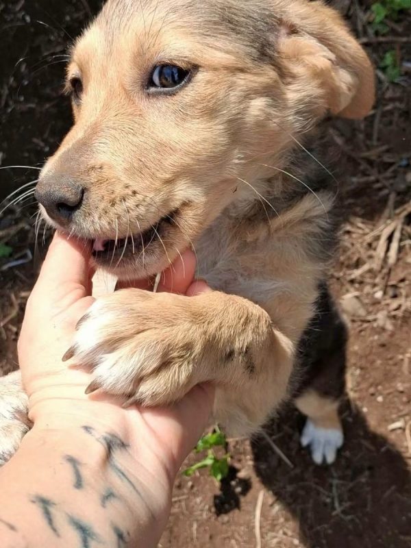 Roussette - Chien à adopter