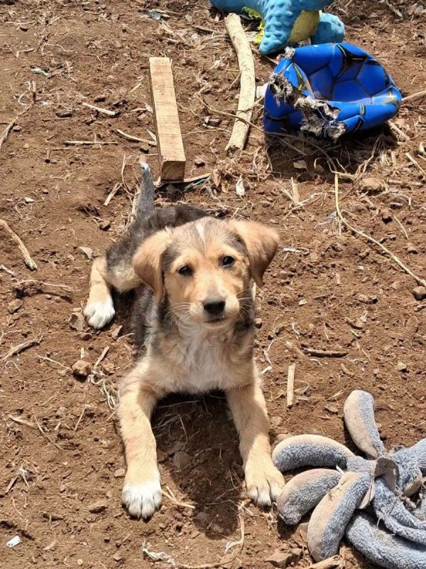 Roussette - Chien à adopter - photo 3