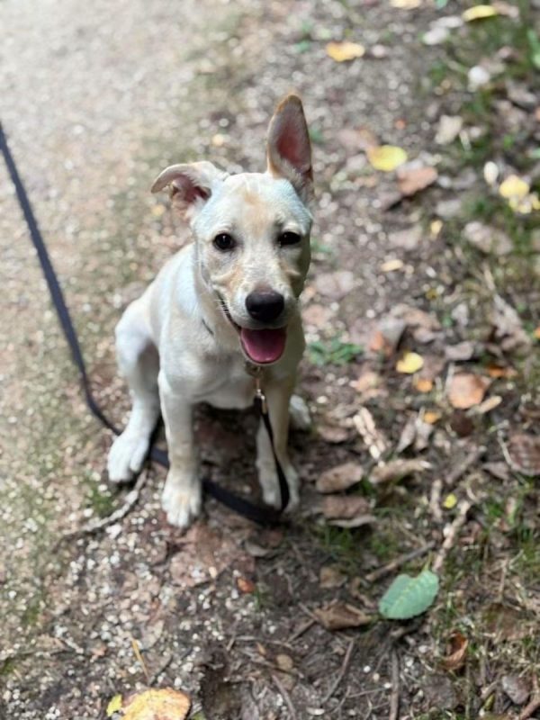 Tangor - Chien à adopter