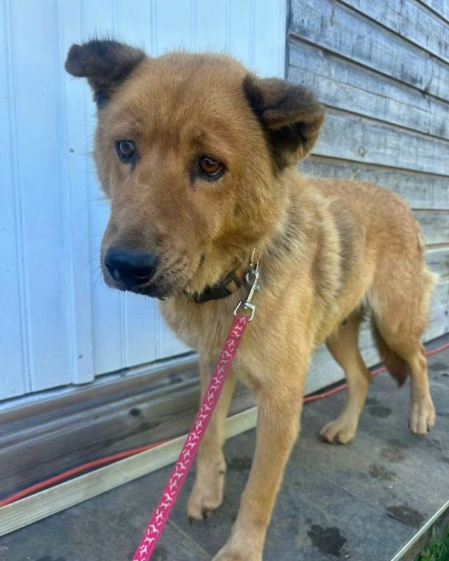 Havene - Chien à adopter - photo 2