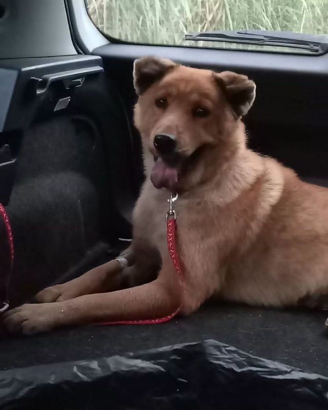 Havene - Chien à adopter