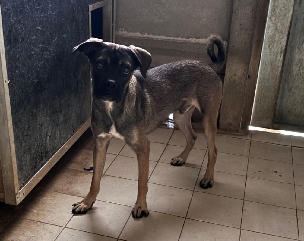 Poupik - Chien à adopter