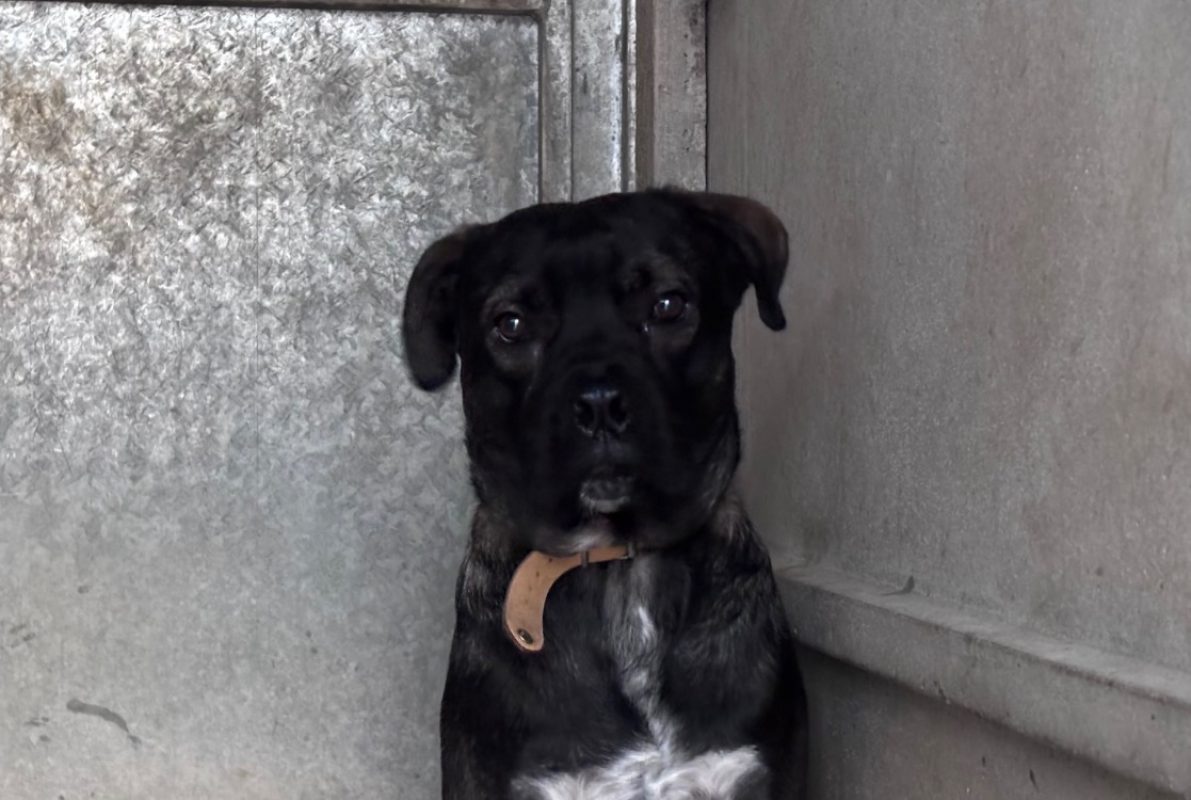 Chili - Chien à adopter