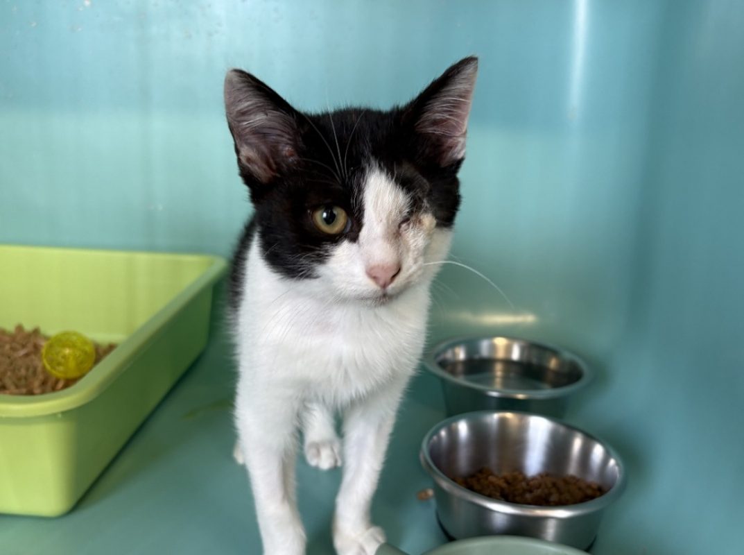 Loupiot - Chat Européen à adopter