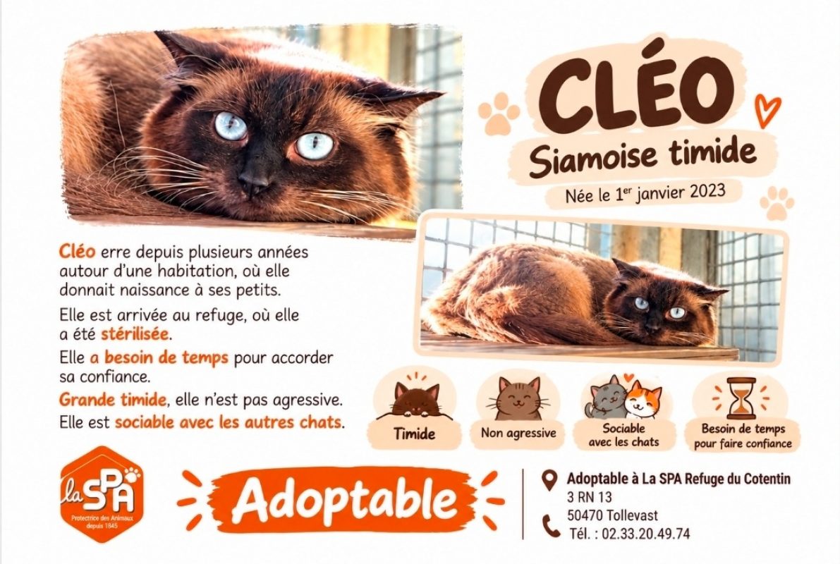 Cleo - Chat à adopter