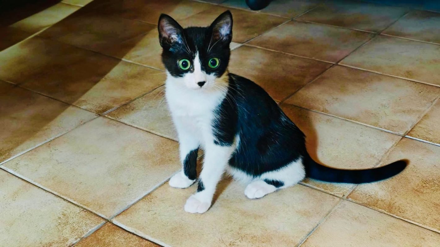 Pawnee - Chat Européen à adopter