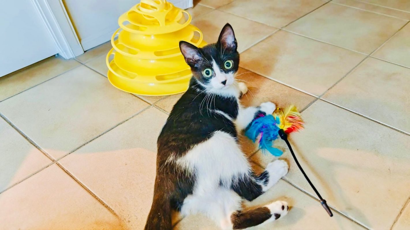 Pawnee - Chat Européen à adopter - photo 2