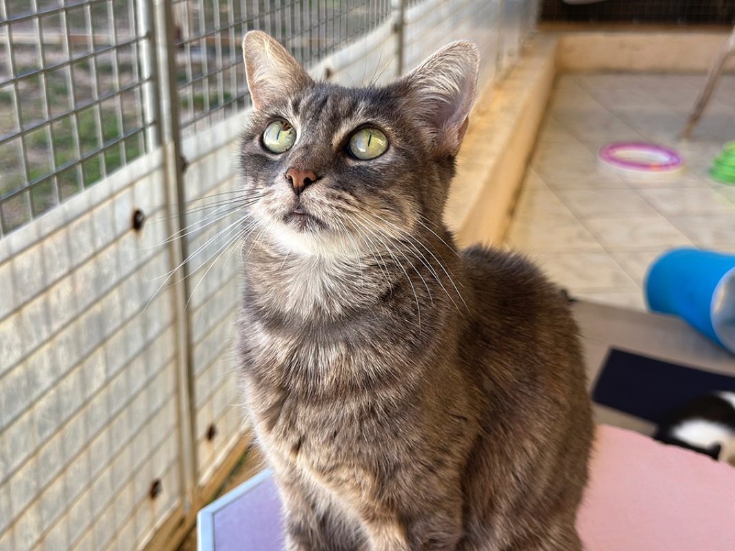 Bella - Chat Européen à adopter
