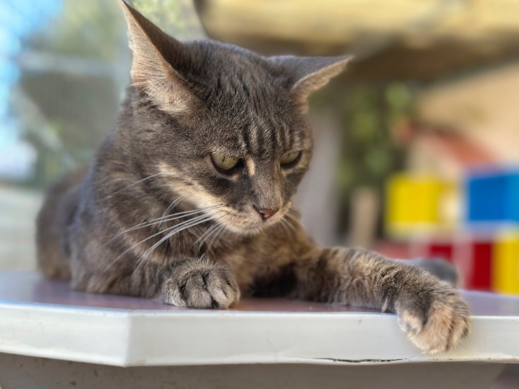 Bella - Chat Européen à adopter - photo 3