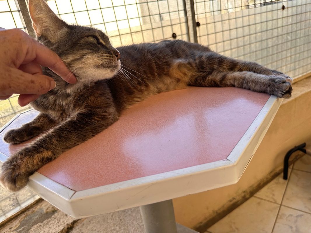 Bella - Chat Européen à adopter - photo 5