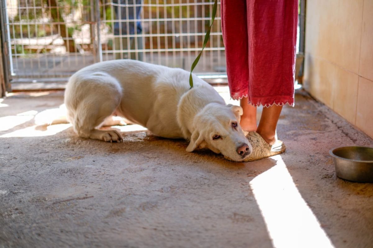 ALASKA - Chien Mâtin Espagnol à adopter - photo 4