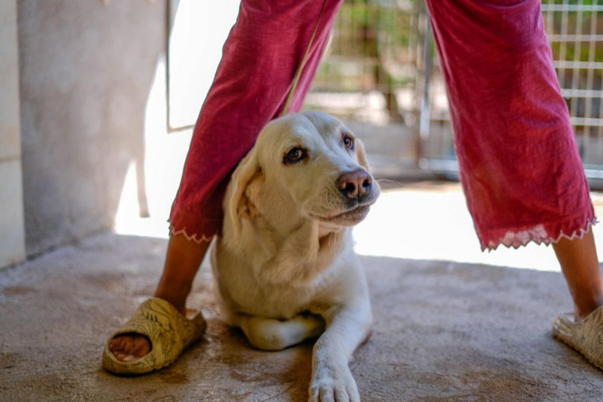 ALASKA - Chien Mâtin Espagnol à adopter