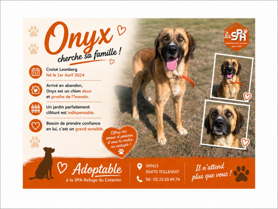 Onyx - Chien Leonberg à adopter