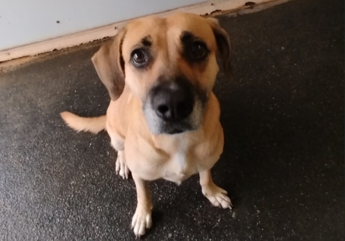 Lola - Chien Berger à adopter