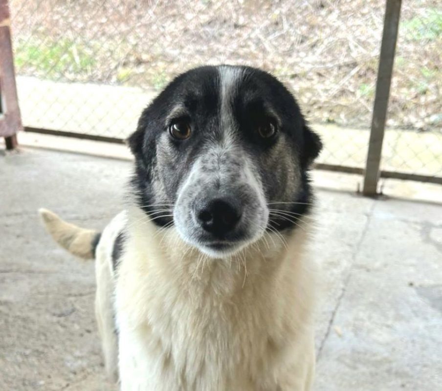 ALINA - Chien à adopter