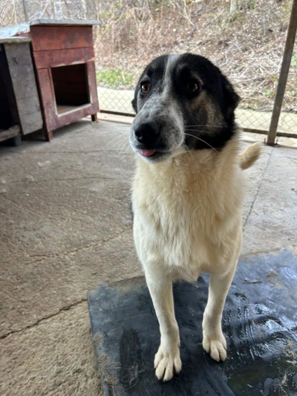 ALINA - Chien à adopter - photo 3