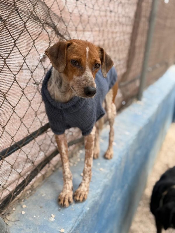 ALISON - Chien à adopter